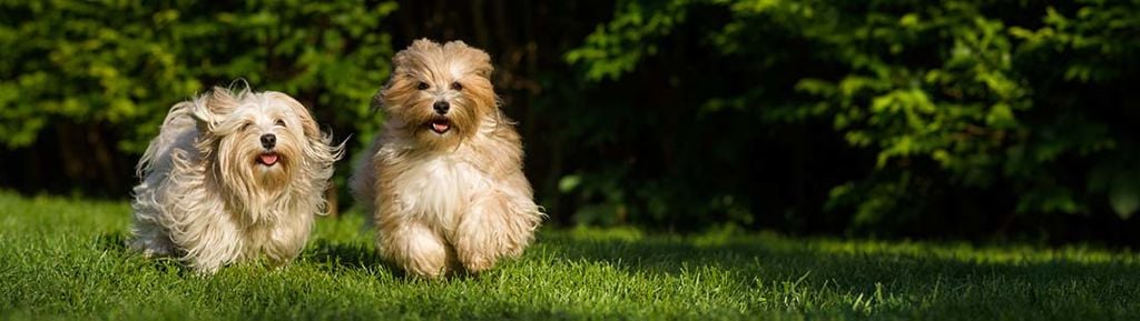 två hundar bichon havanais kommer på inkallning