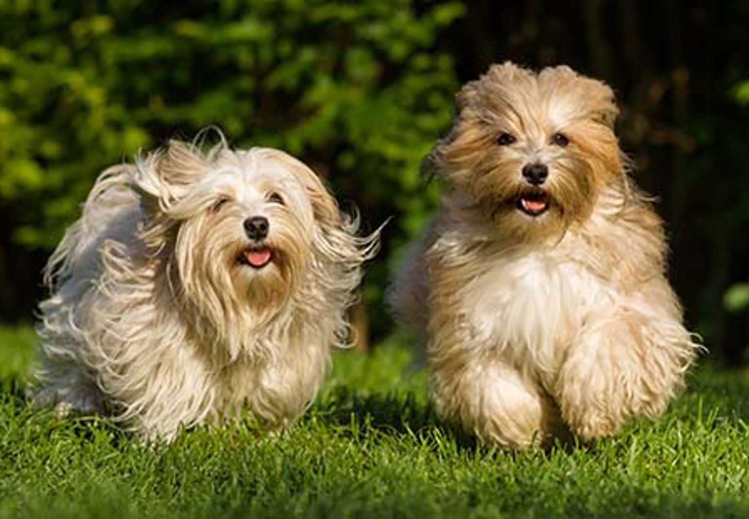två hundar bichon havanais kommer på inkallning