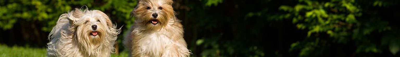 två hundar bichon havanais kommer på inkallning