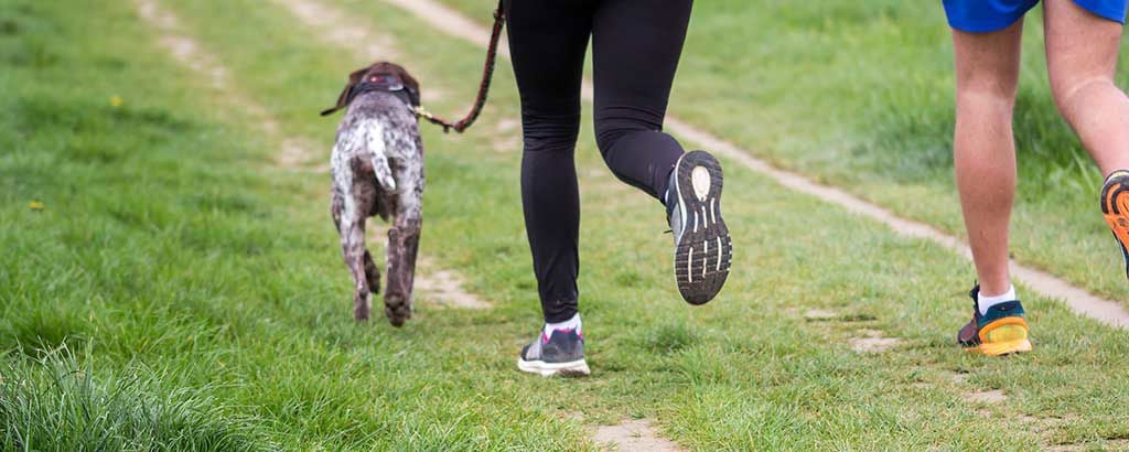 Hund är ute och joggar med husse och matte