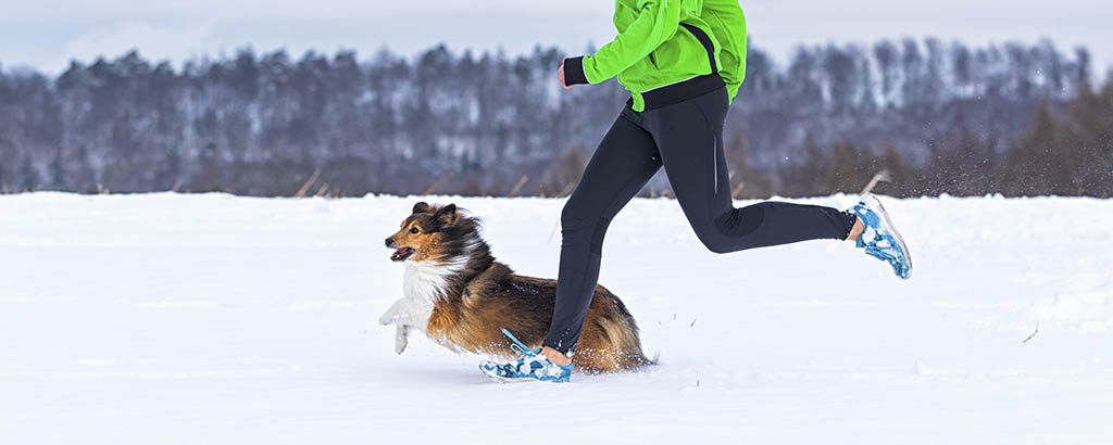 En hund av rasen collie är ute och löptränar med husse i snön