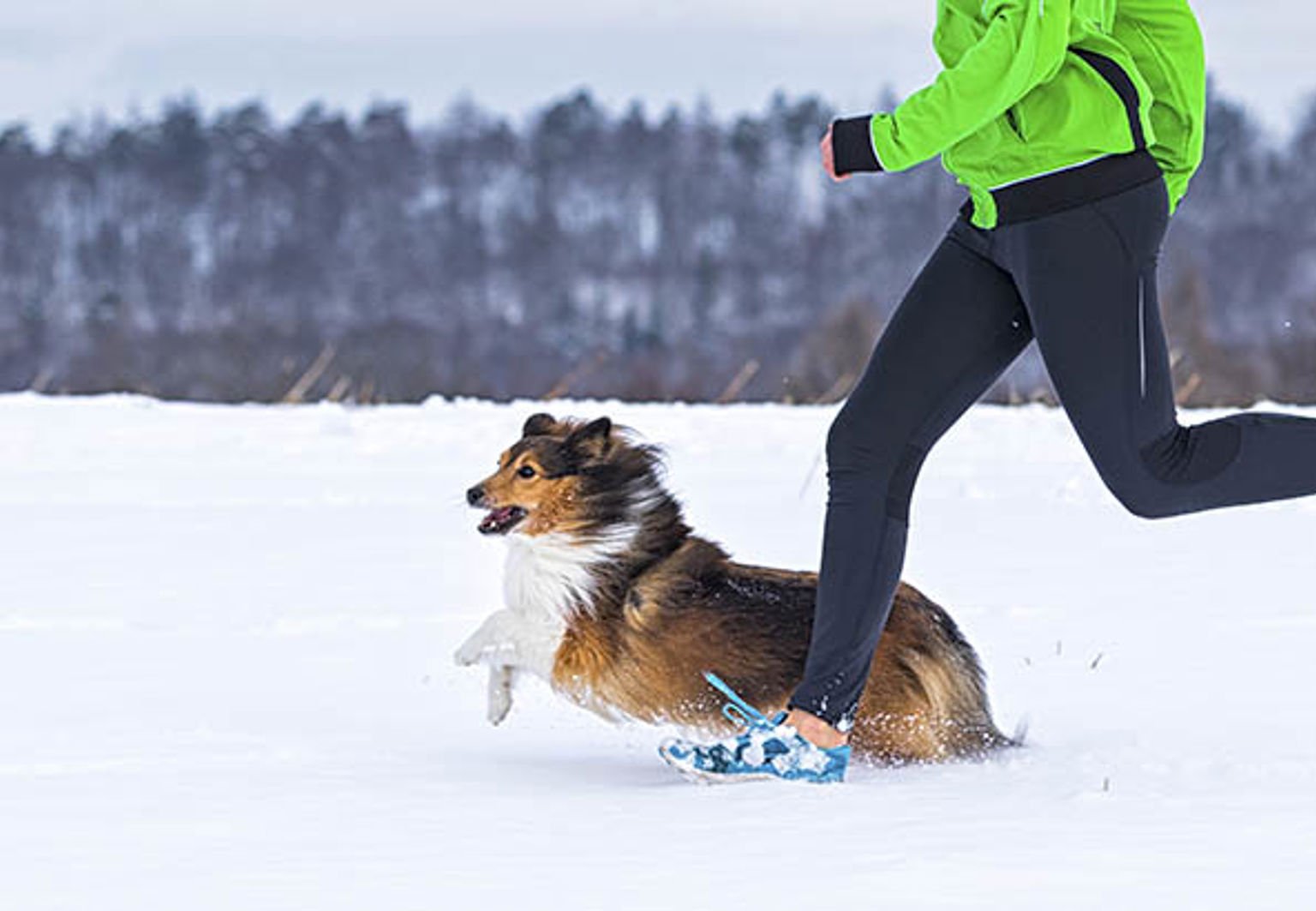 En hund av rasen collie är ute och löptränar med husse i snön