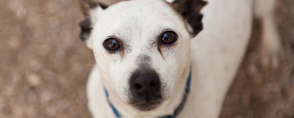 Närbild på hund som tittar in i kameran