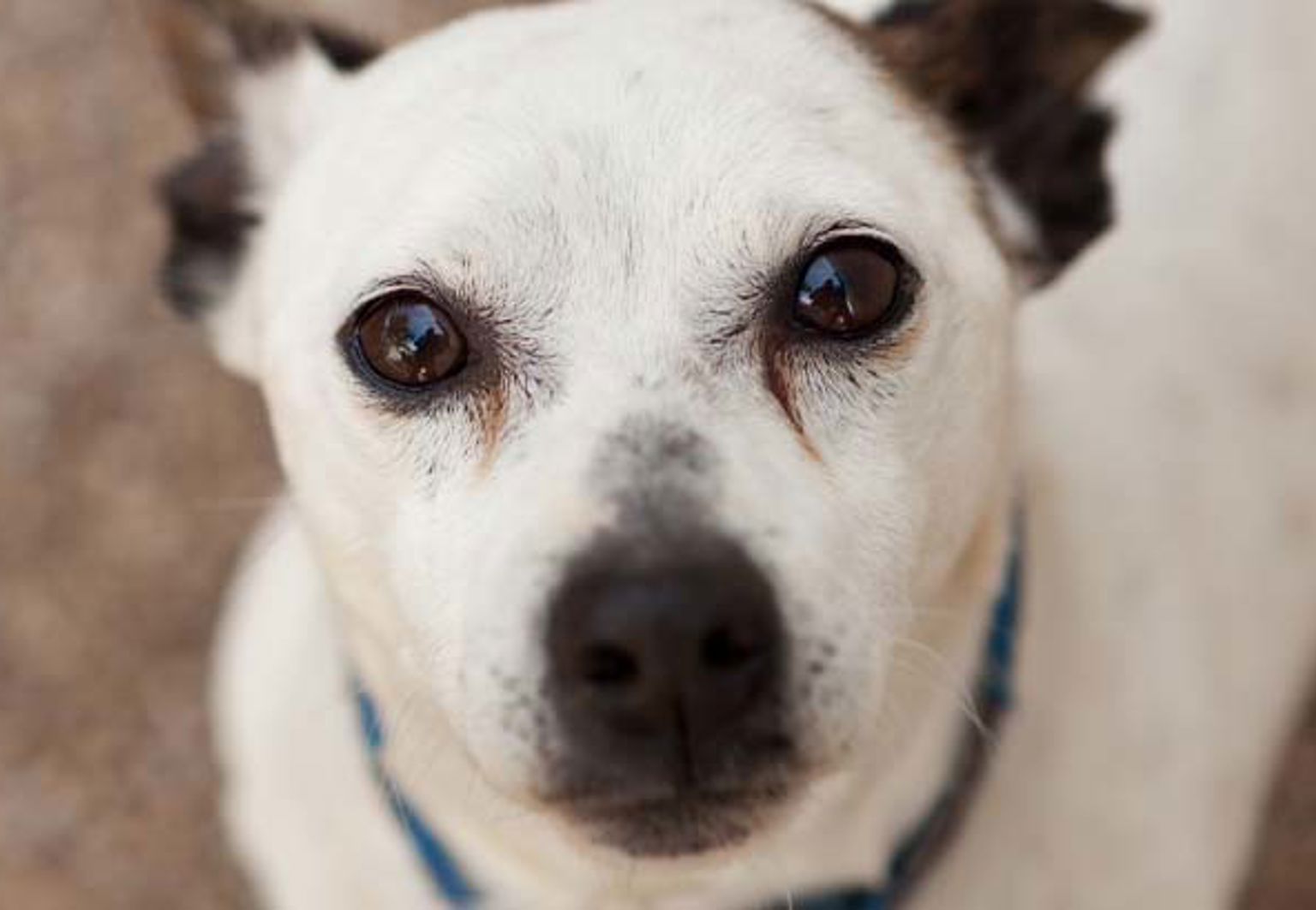 Närbild på hund som tittar in i kameran