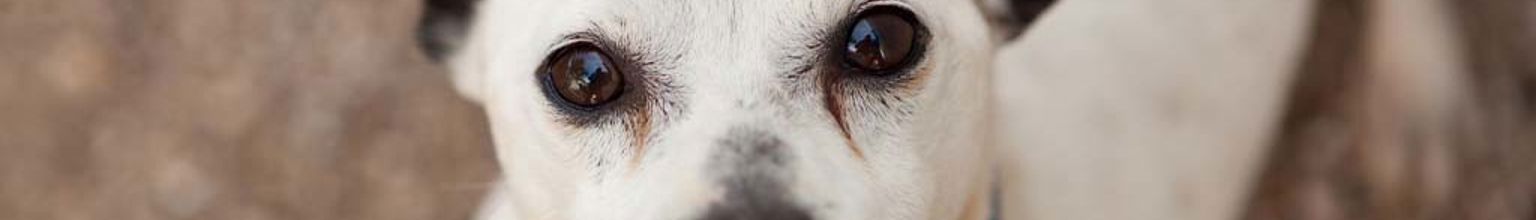 Närbild på hund som tittar in i kameran