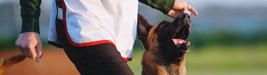 en hund malle går fot med sin matte på rallylydnadstävling