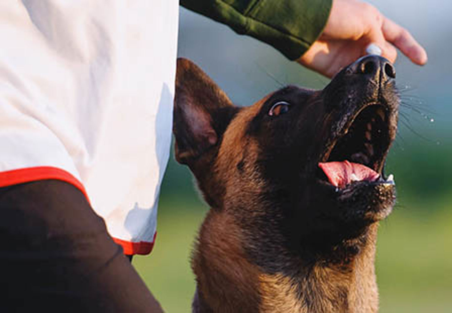 en hund malle går fot med sin matte på rallylydnadstävling