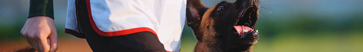 en hund malle går fot med sin matte på rallylydnadstävling