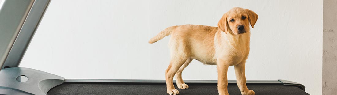 Valp står på ett löpband