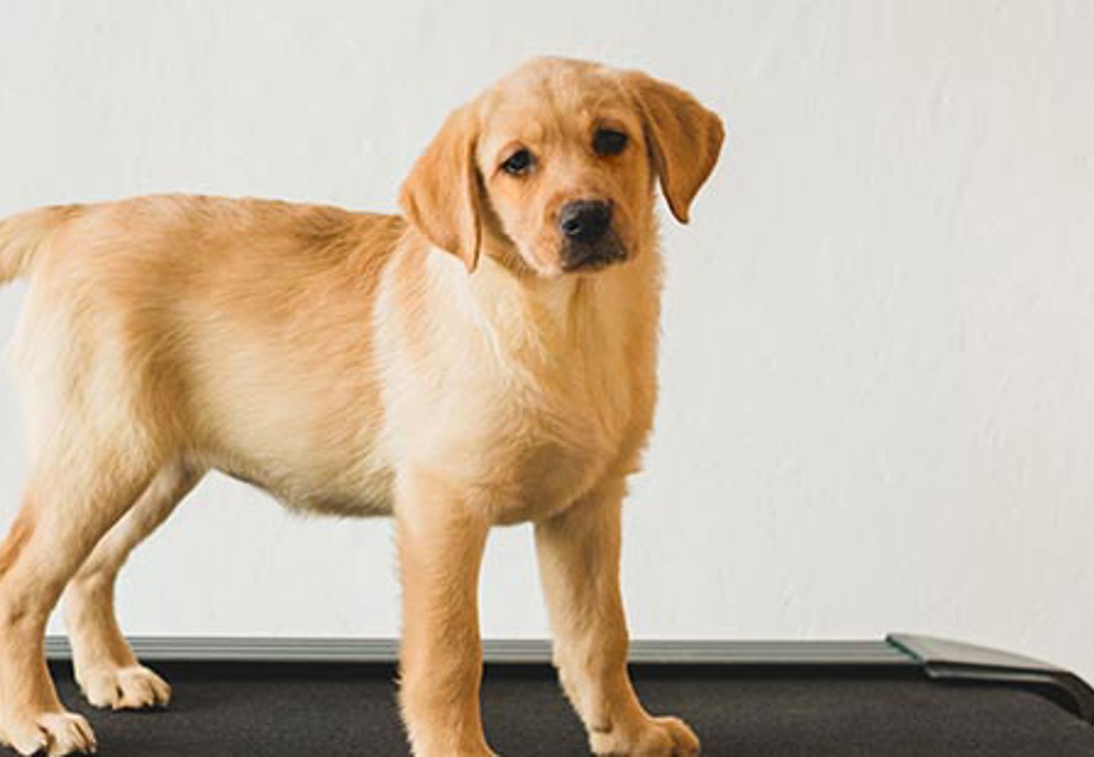 Valp står på ett löpband