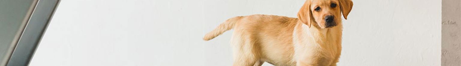 Valp står på ett löpband