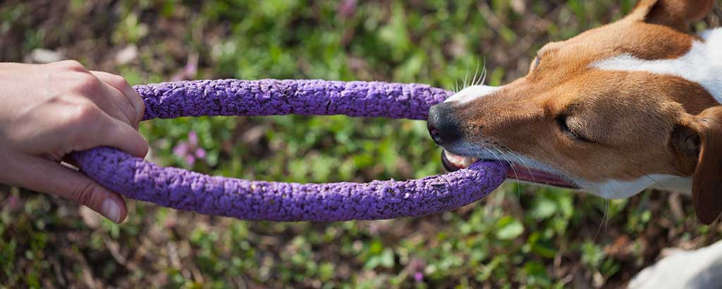 liten hund har dragkamp med sin husse