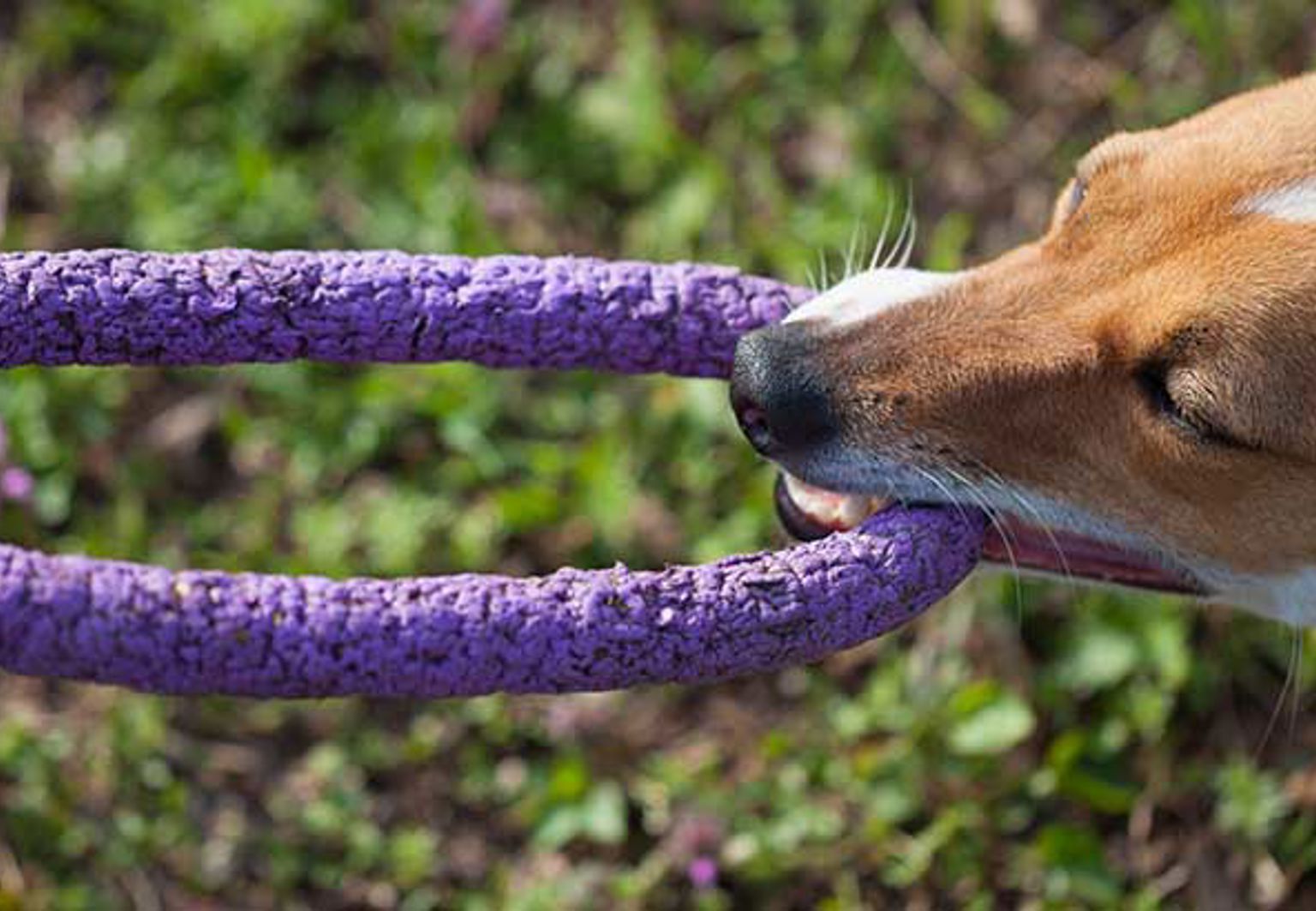 liten hund har dragkamp med sin husse