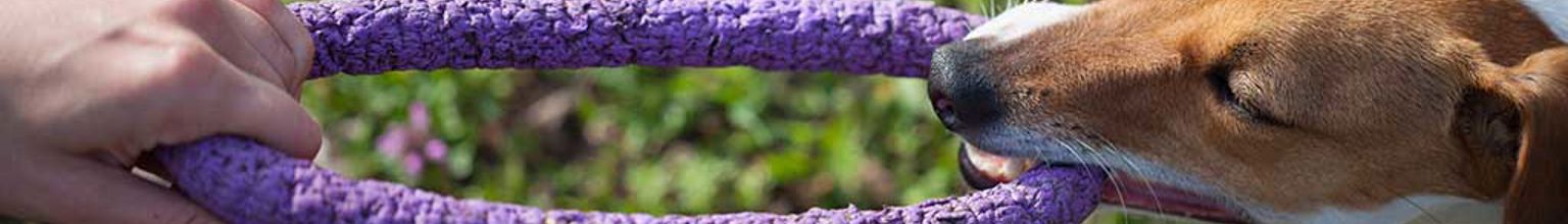 liten hund har dragkamp med sin husse