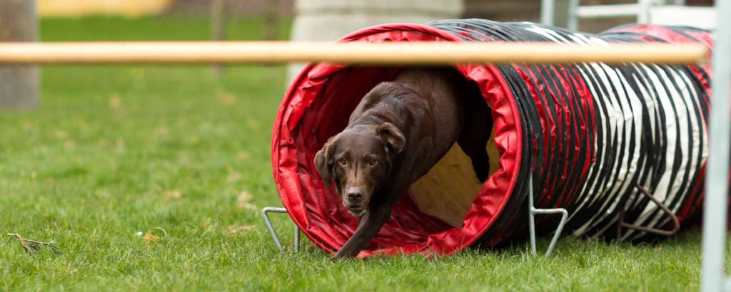 Hund springer igenom en agilitytunnel