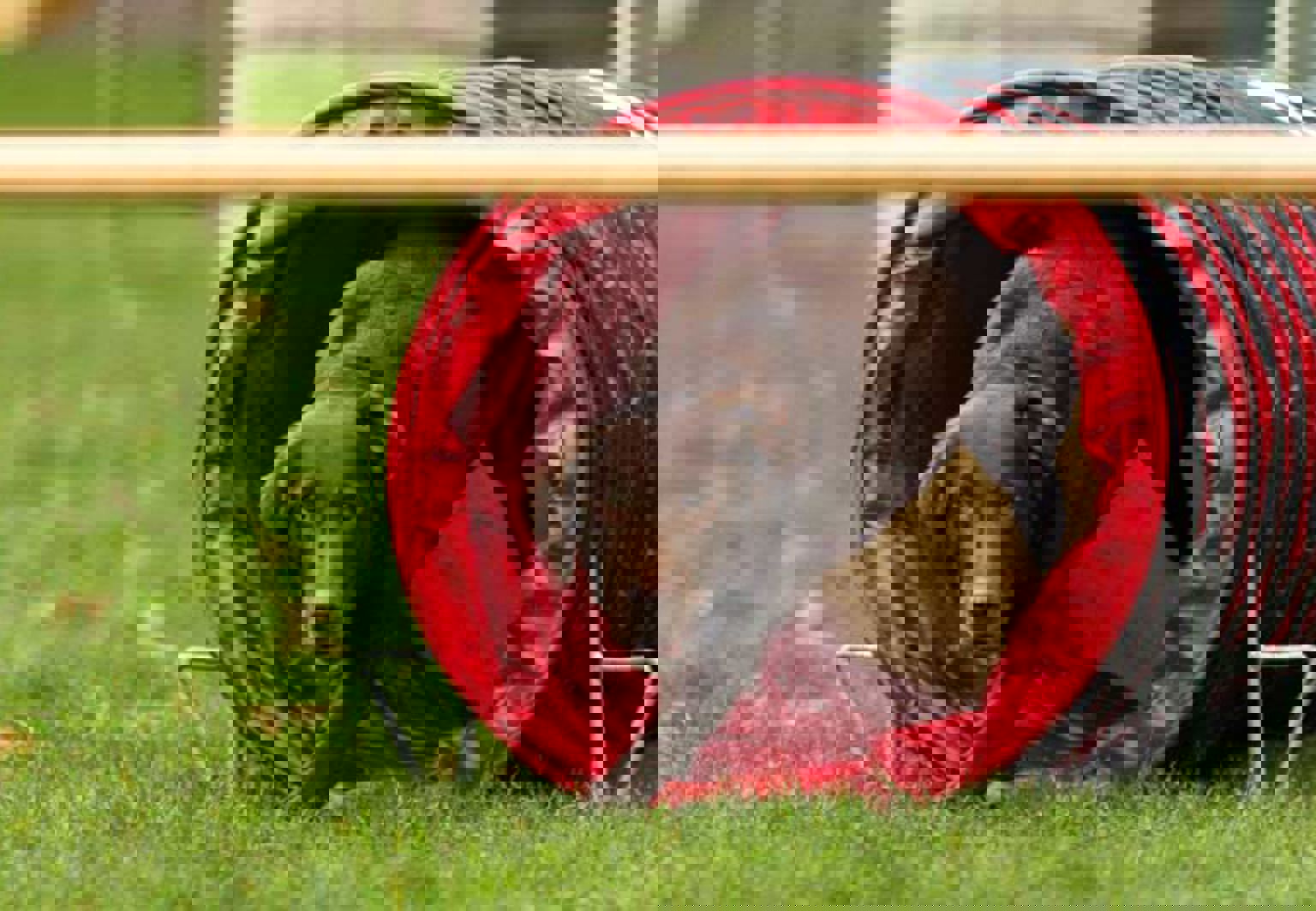 Hund springer igenom en agilitytunnel