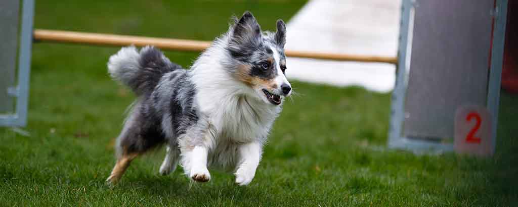 shetland sheepdog som tränar agility
