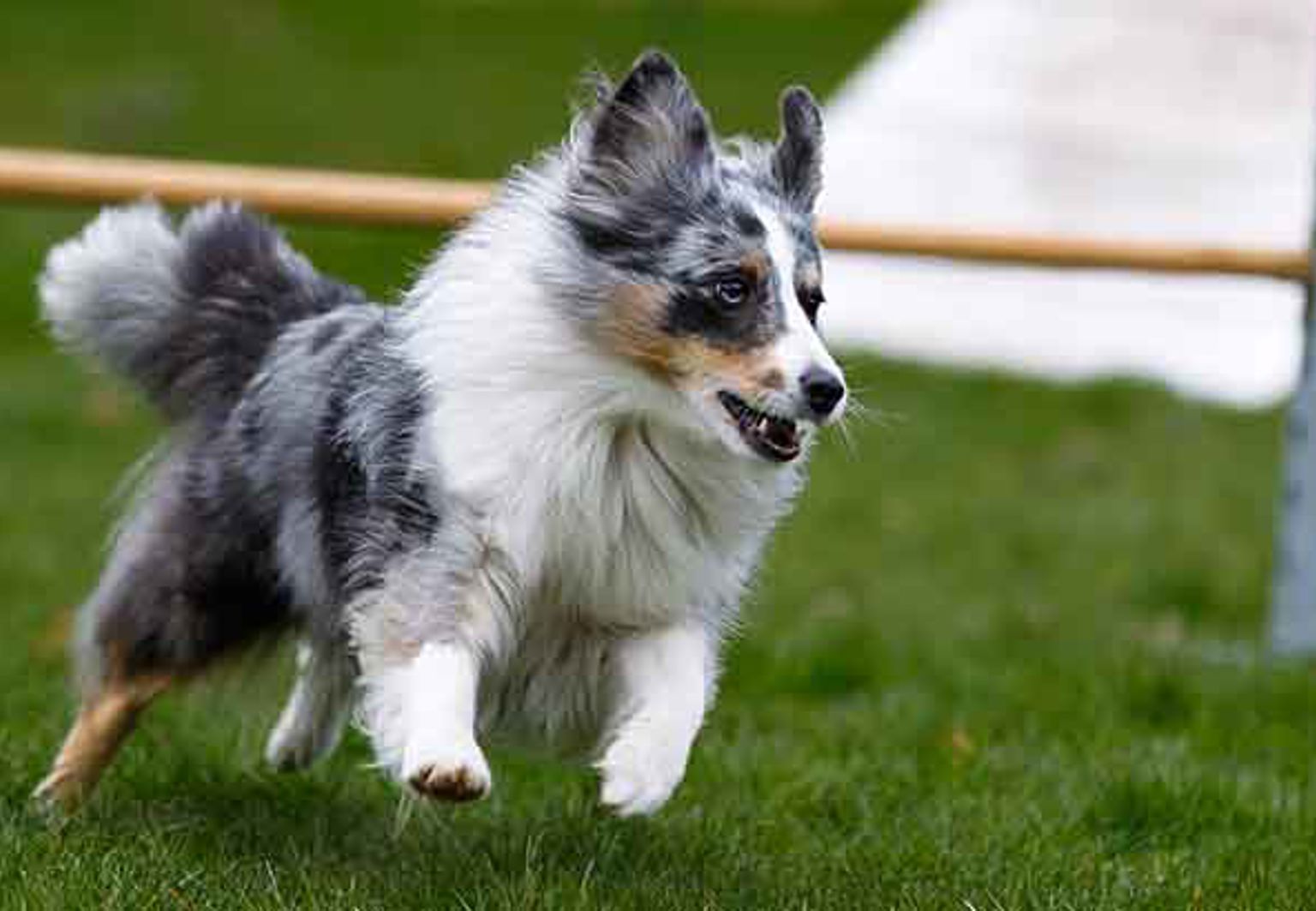 shetland sheepdog som tränar agility