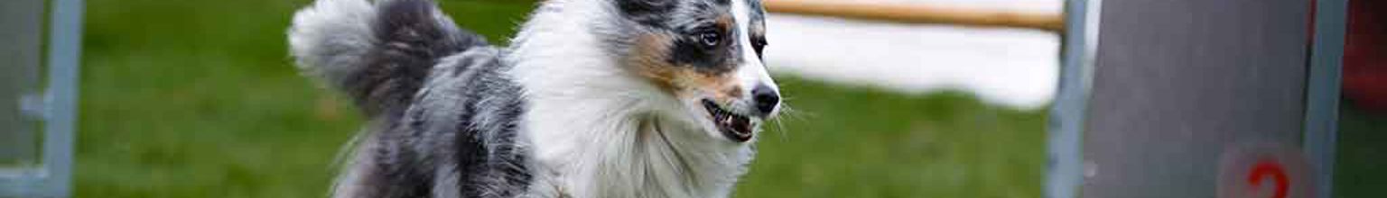 shetland sheepdog som tränar agility