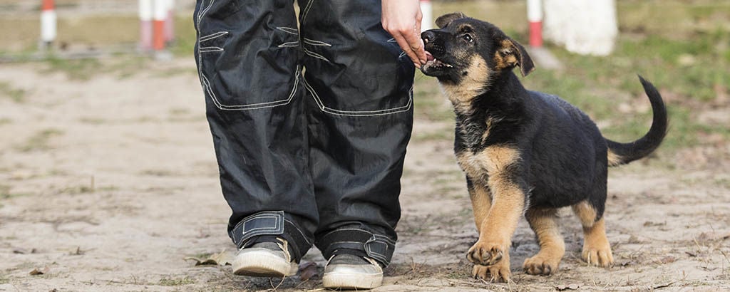Unghund går bredvid husse och får godis