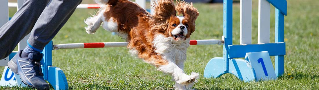 cavalier king charles spaniel som tränar agility