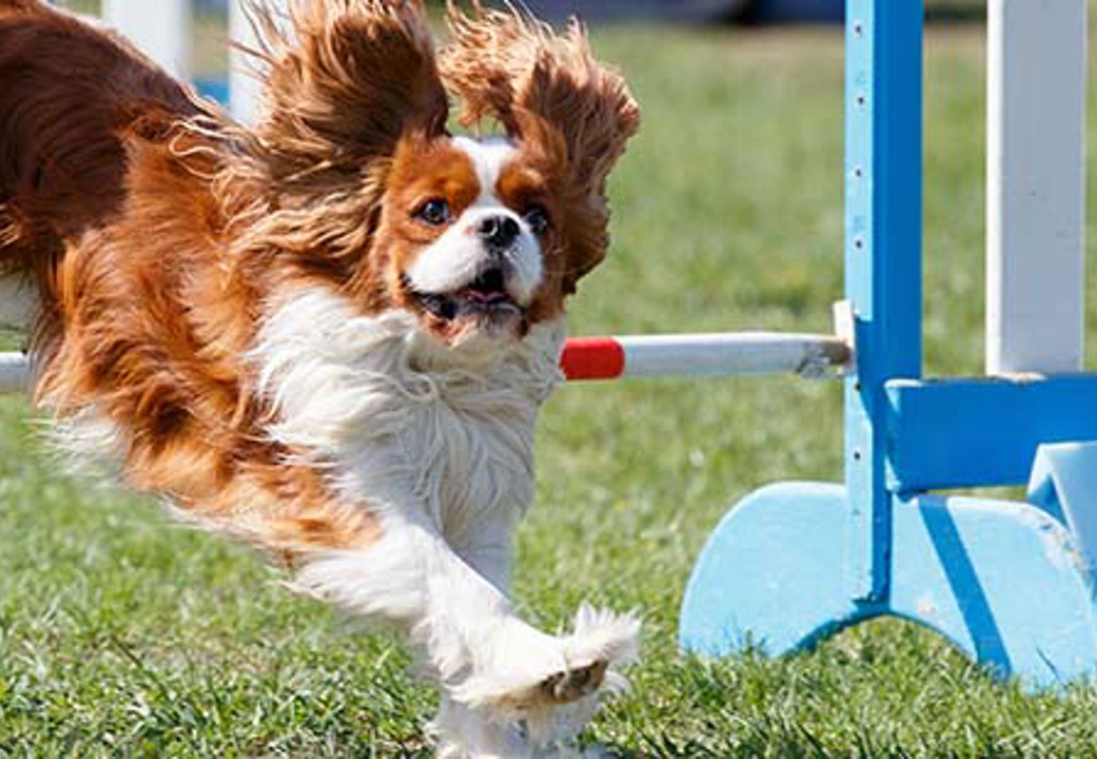 cavalier king charles spaniel som tränar agility