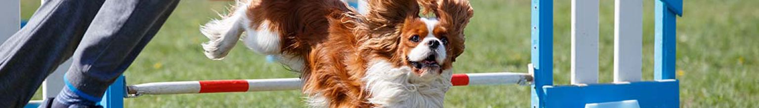 cavalier king charles spaniel som tränar agility