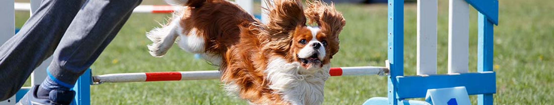 cavalier king charles spaniel som tränar agility