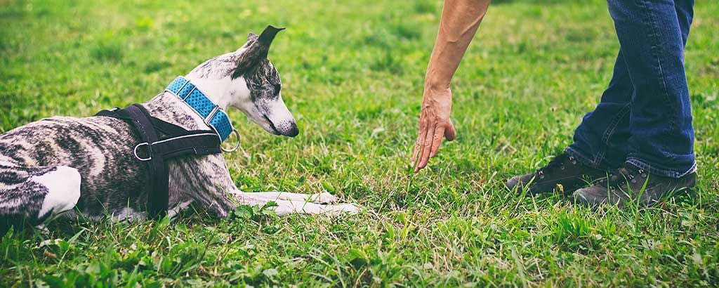 whippet ligger framför matte på lydnadsträning
