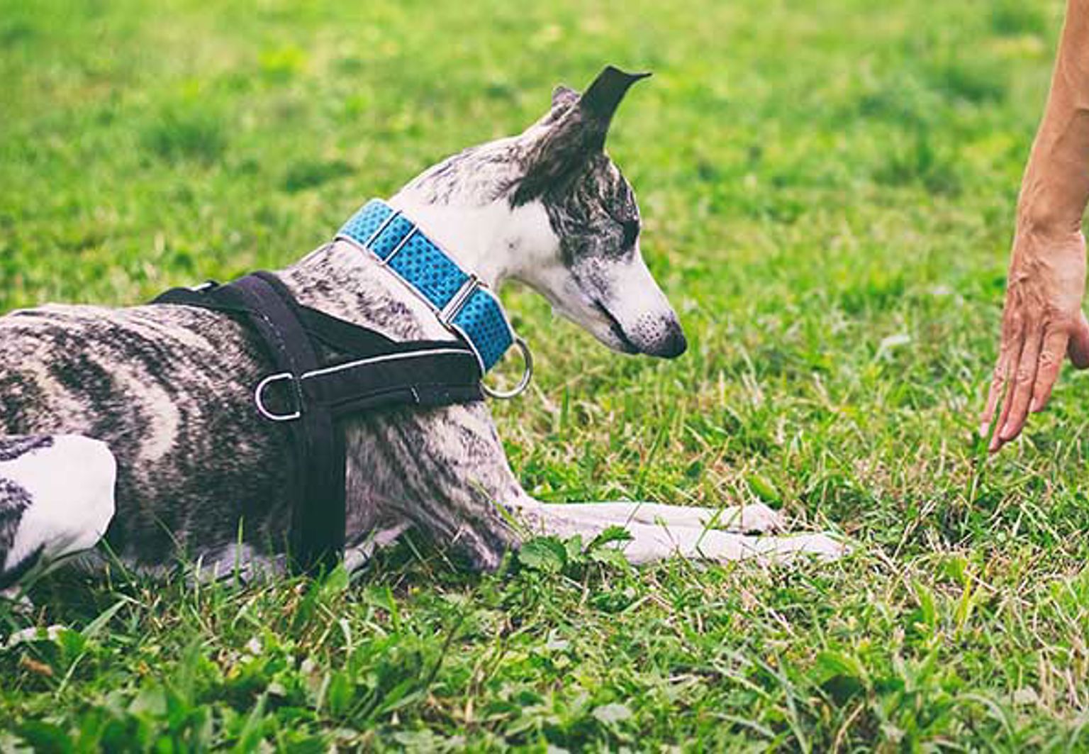 whippet ligger framför matte på lydnadsträning