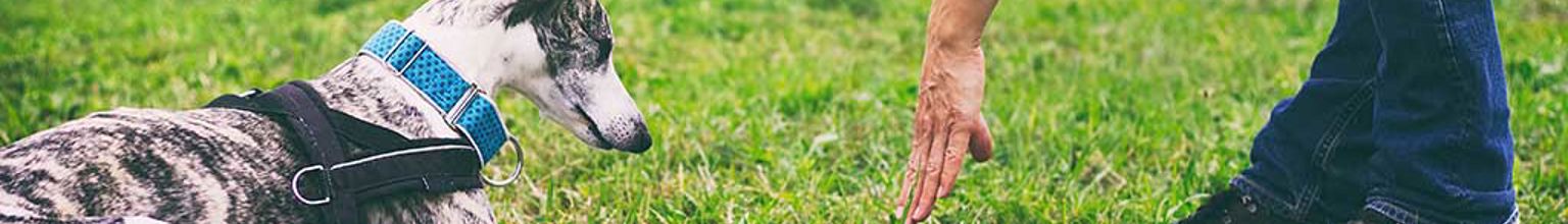 whippet ligger framför matte på lydnadsträning