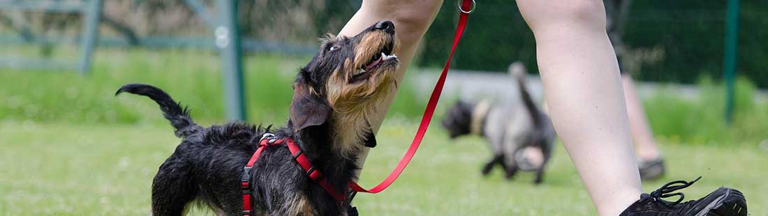En tax är kopplad och går bredvid ägare