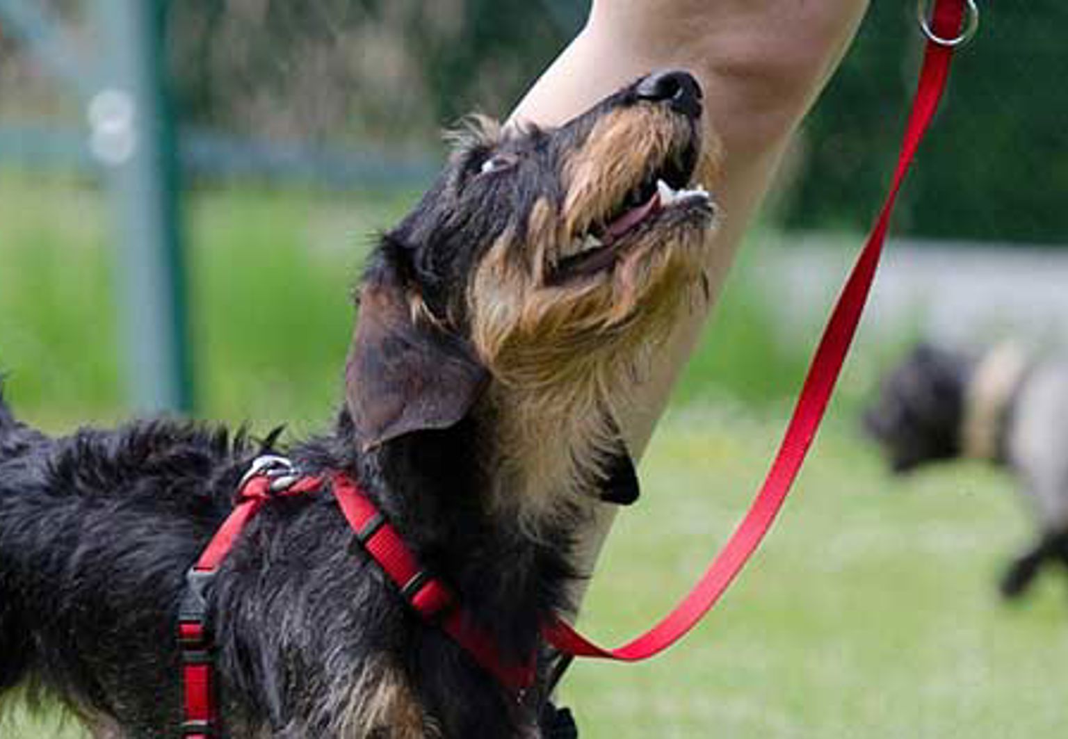 En tax är kopplad och går bredvid ägare