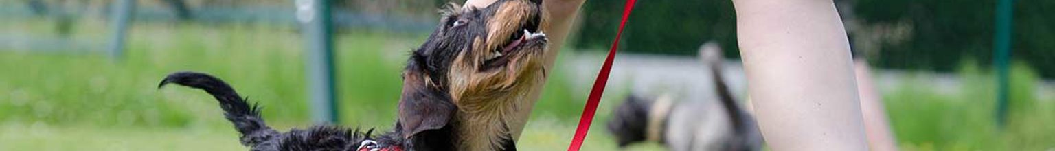 En tax är kopplad och går bredvid ägare