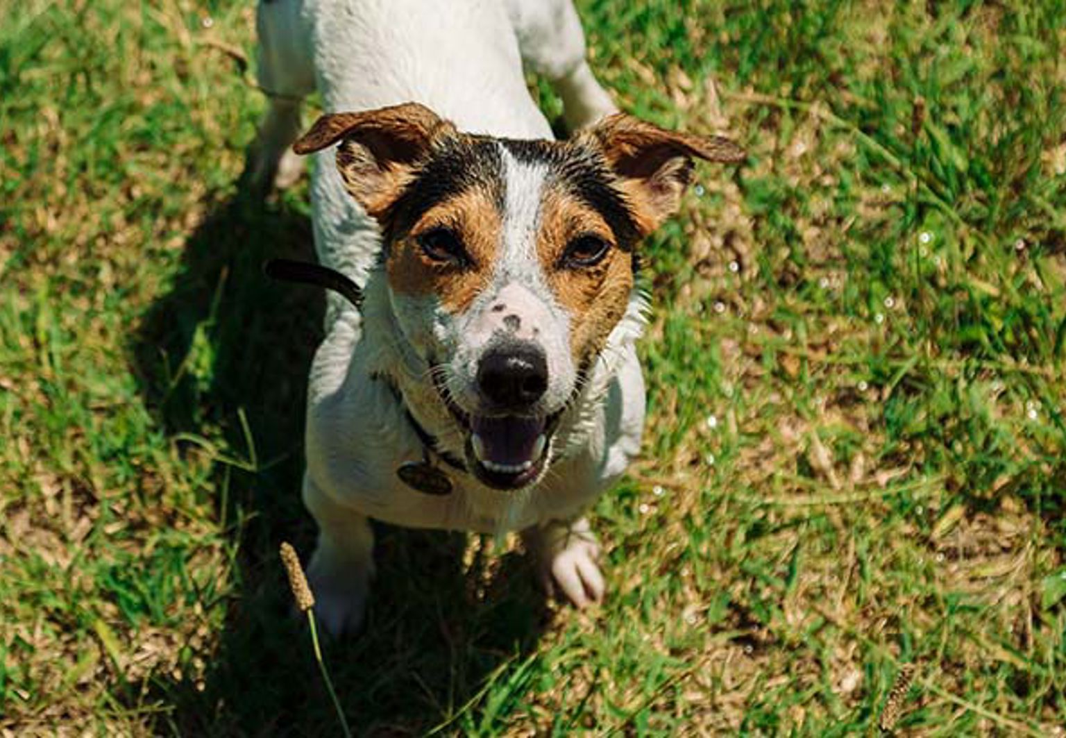 Hund står på gräsmatta och tittar upp mot kameran