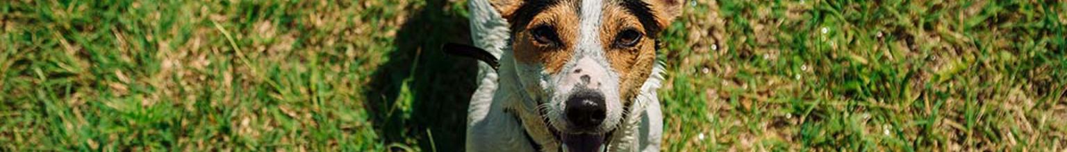 Hund står på gräsmatta och tittar upp mot kameran