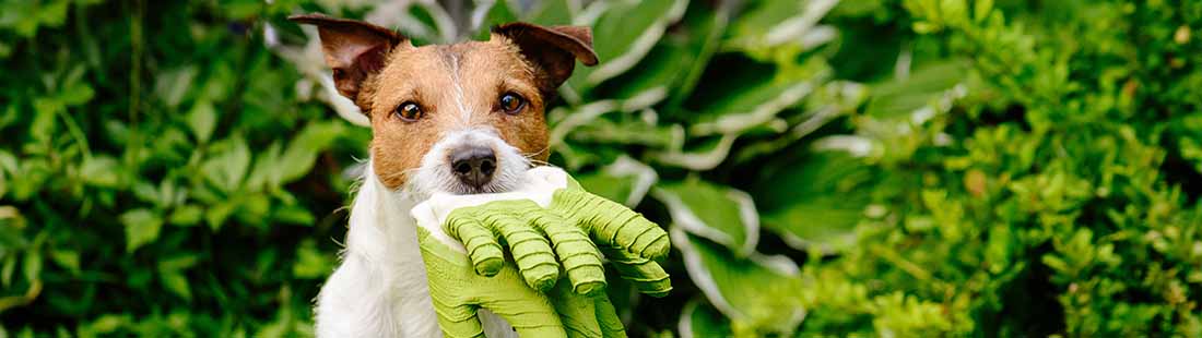 Hund har hittat en trädgårdshandske och håller den i munnen