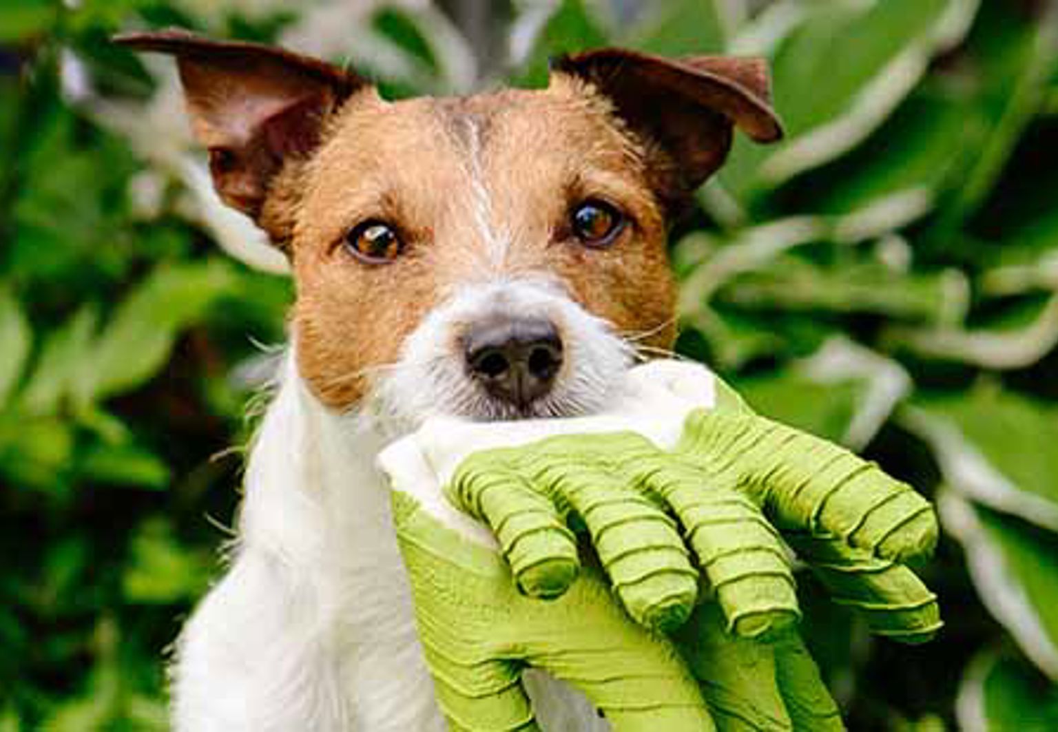 Hund har hittat en trädgårdshandske och håller den i munnen