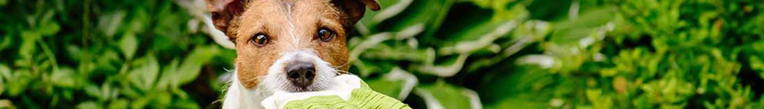 Hund har hittat en trädgårdshandske och håller den i munnen