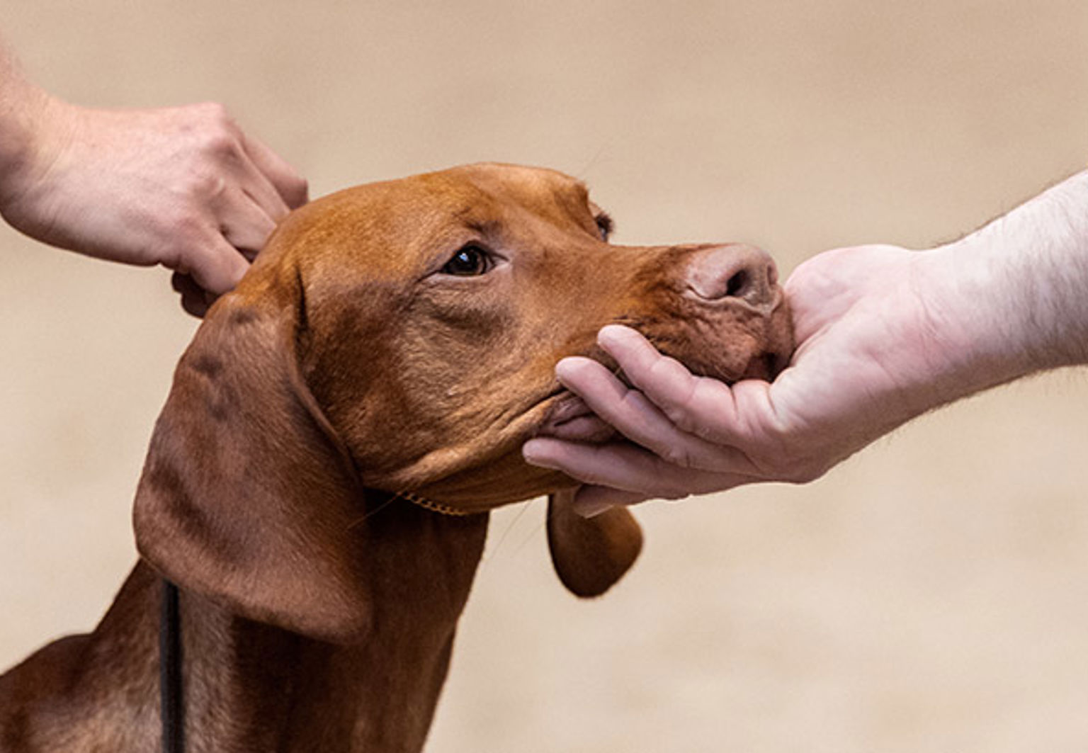 En hund av rasen vizsla på utställning