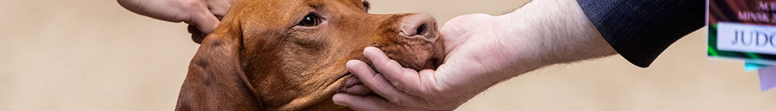 En hund av rasen vizsla på utställning