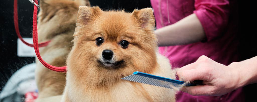 Hund sitter och blir kammad inför utställning