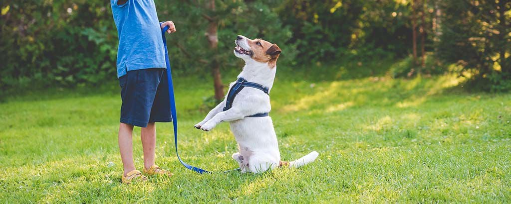 Hund står på bakbenen på gräsmattan framför sin husse
