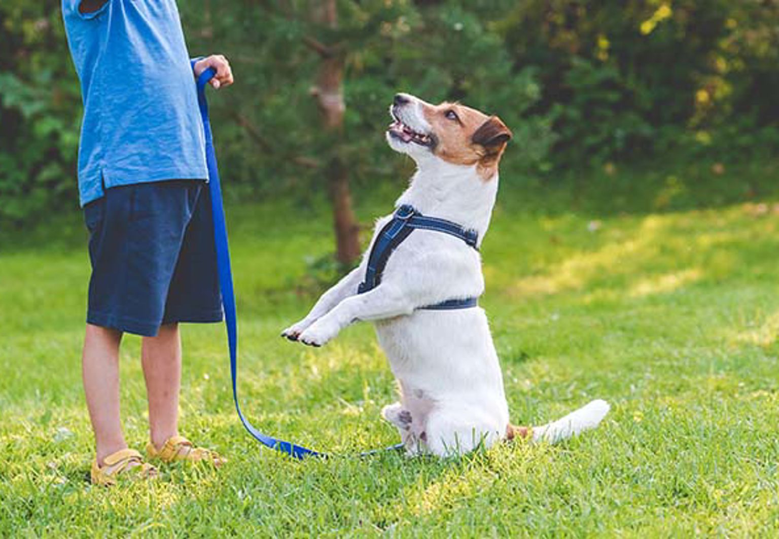 Hund står på bakbenen på gräsmattan framför sin husse