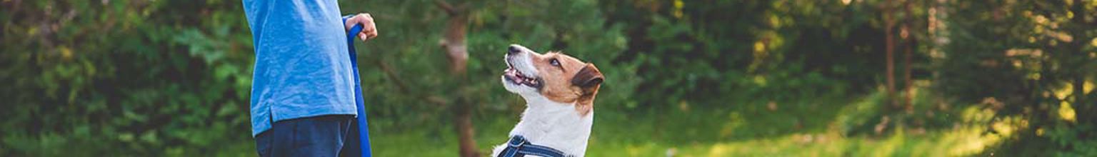 Hund står på bakbenen på gräsmattan framför sin husse