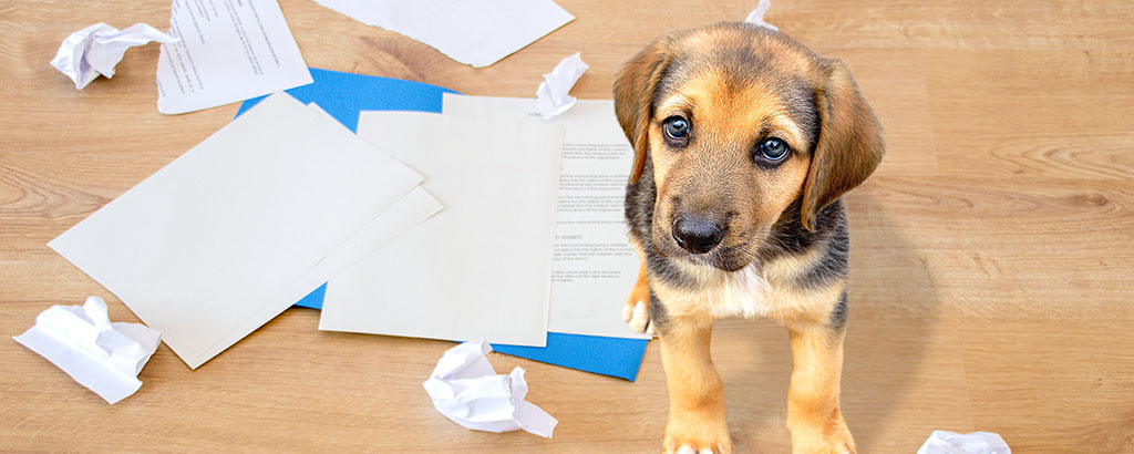 Hundvalp som tuggat sönder avtal