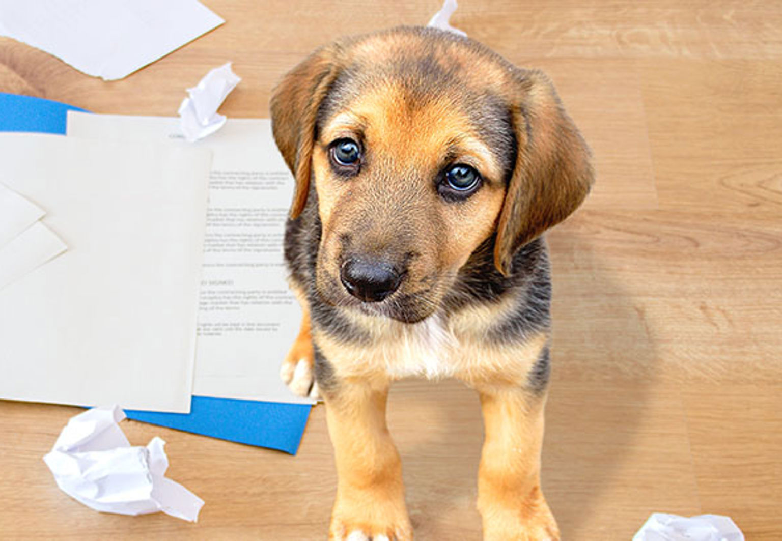 Hundvalp som tuggat sönder avtal