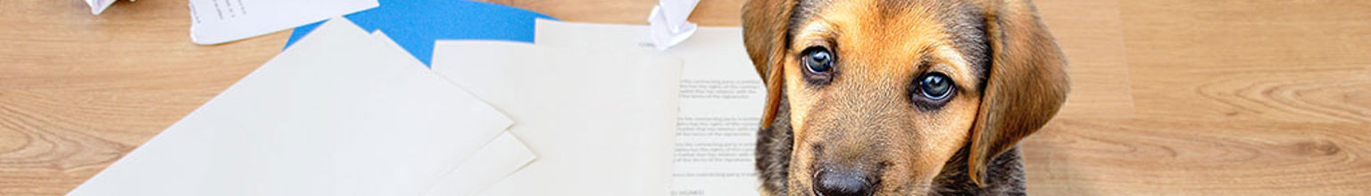 Hundvalp som tuggat sönder avtal