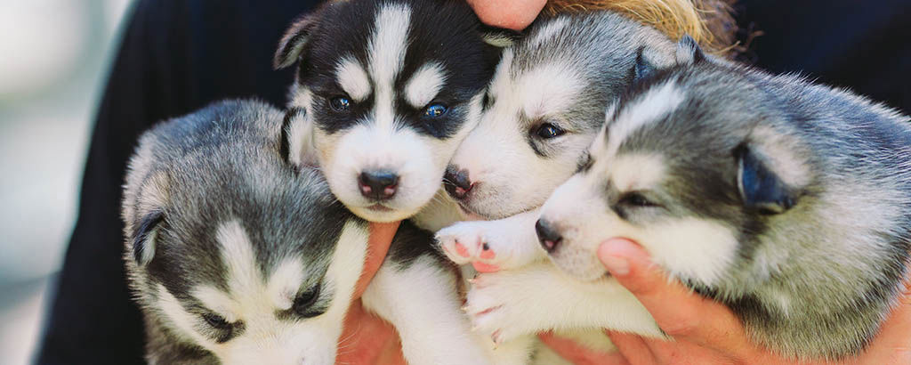 Fyra hundvalpar i famnen hos någon på en kennel