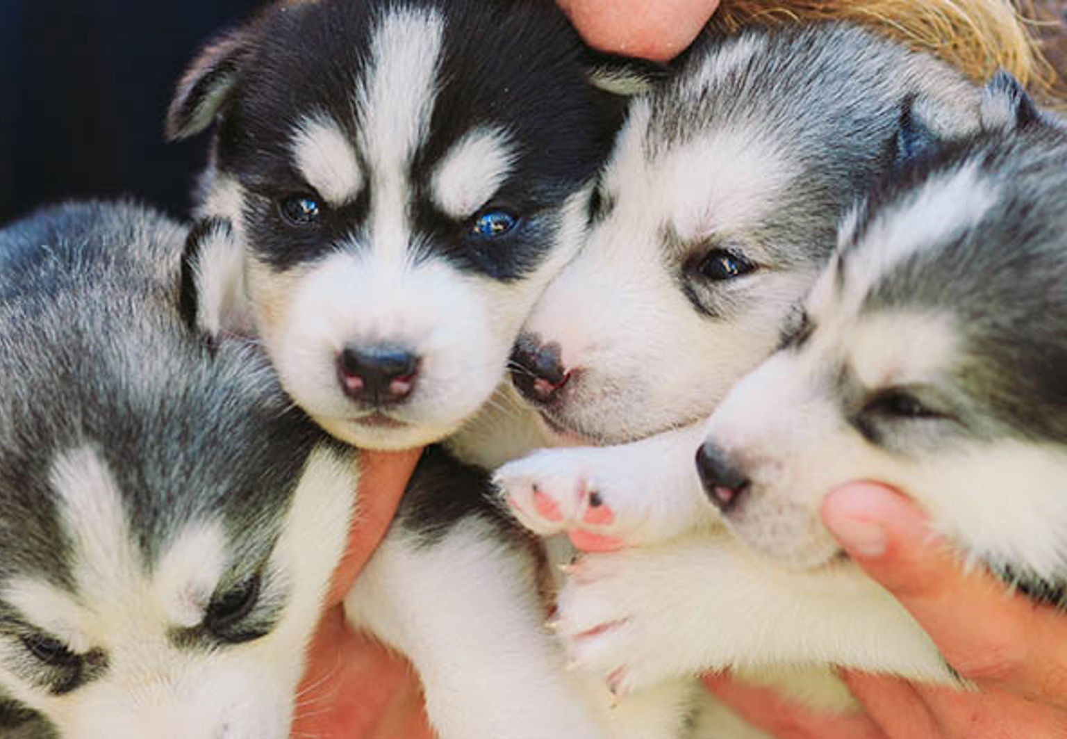 Fyra hundvalpar i famnen hos någon på en kennel